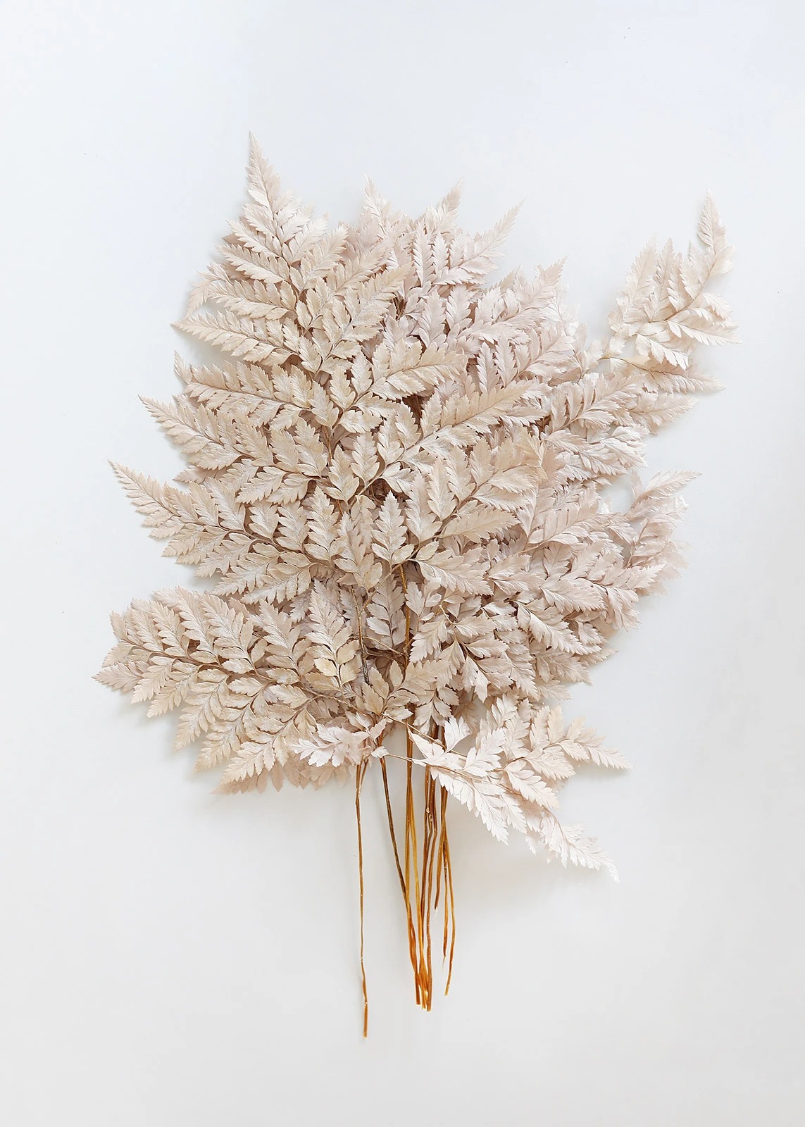 blush taupe fern dried flowers bundle from Afloral that you can buy online
